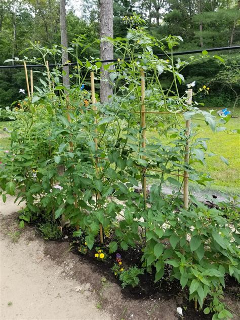 Do Grape Tomatoes Need A Trellis