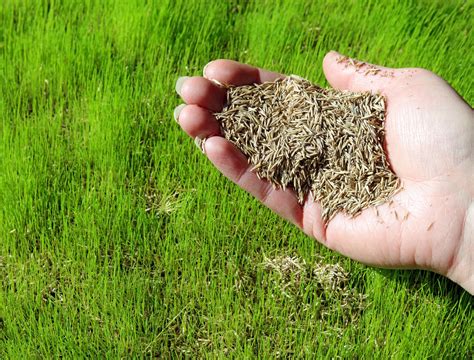 Do Grass Seeds Work Well