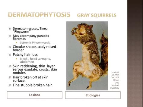 Do Gray Squirrels Carry Diseases