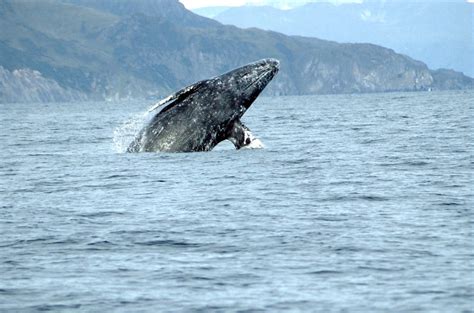 do gray whales live in the atlantic ocean