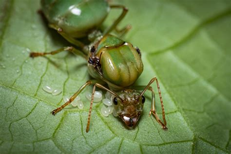 Do Green Ants Exist
