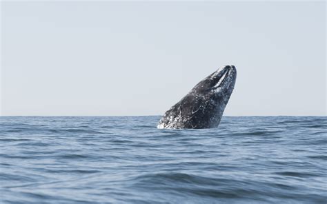 do grey whales breach