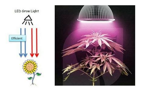 Do Grow Light Work