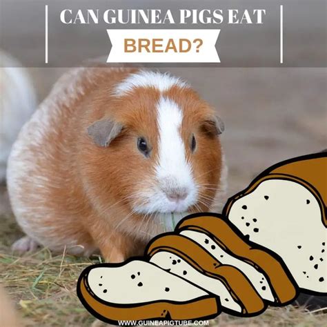 Do Guinea Pigs Eat Bread