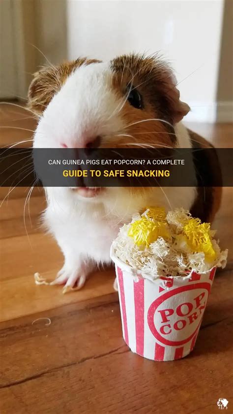 Do Guinea Pigs Have Popcorn