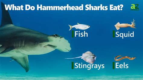 do hammerhead sharks eat meat