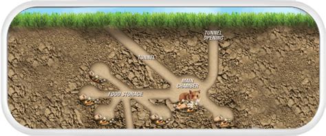 Discover 9 Insights do hamsters burrow amazing pet facts