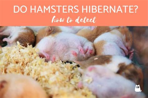 Do Hamsters Die When They Hibernate