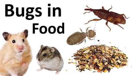 Do Hamsters Eat Bed Bugs