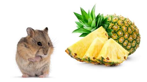 Do Hamsters Eat Pineapple