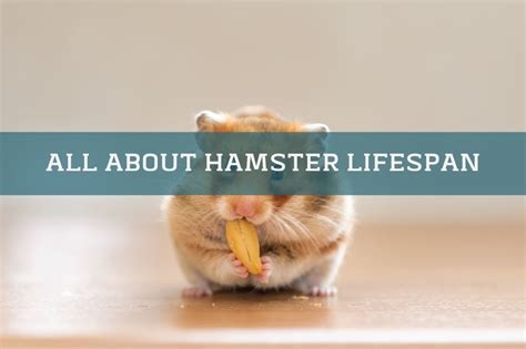  79 Ideas Do Hamsters Have Short Lifespan For Long Hair