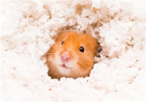 Do Hamsters Like Beds