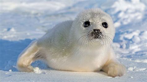 do harp seals live in antarctica