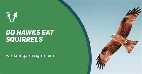 Discover 6 Insights do hawks eat squirrels predator bird survival secrets