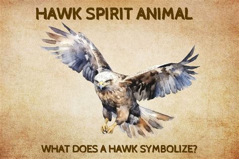 Do Hawks Symbolize Anything