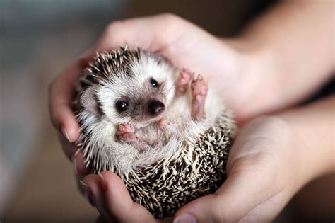 Do Hedgehogs Have Chocolate