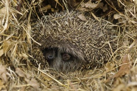 Do Hedgehogs Hibernate Alone