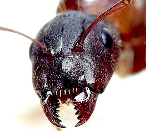 do hercules ants have enormous mandibles