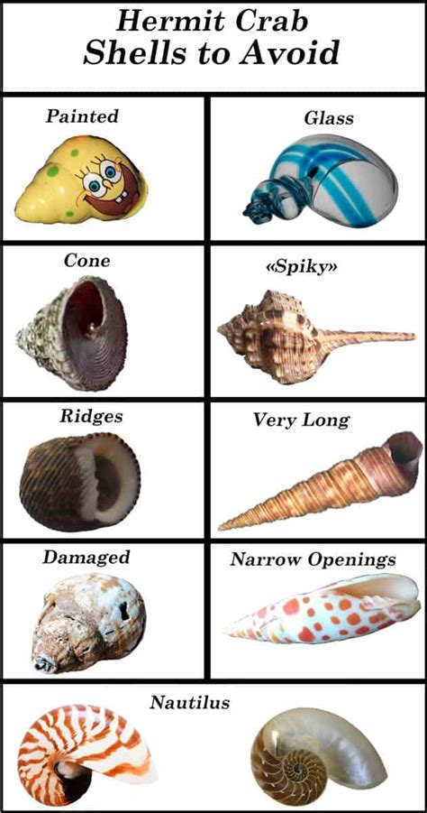 Do Hermit Crabs Need Shells