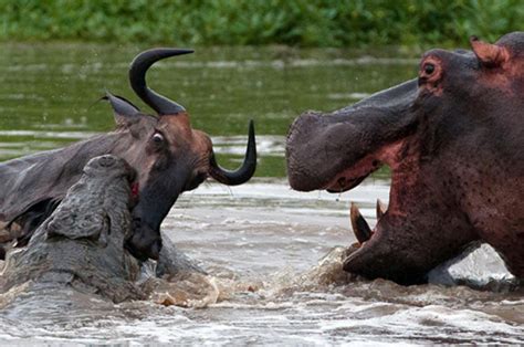 do hippos attack crocodiles