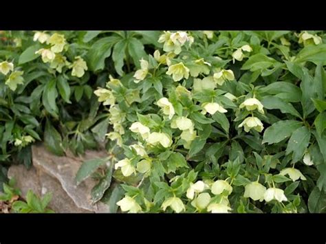 Do Holly Trees Attract Bugs