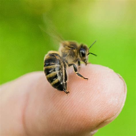 do honey bees sting humans