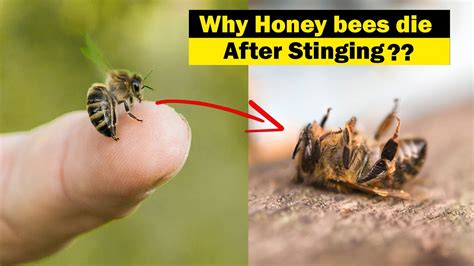 do honey bees sting people