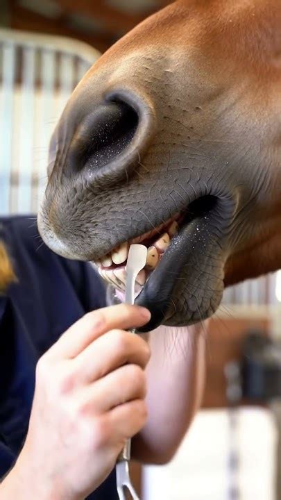 Do Horses Get Their Teeth Cleaned