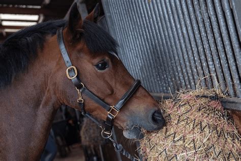 Do Horses Need A Coat