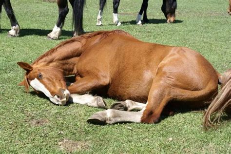 Do Horses Sleep While Standing Up