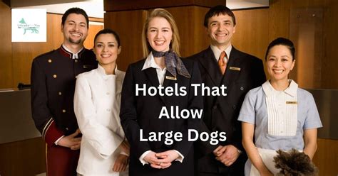Do Hotels Allow Dogs