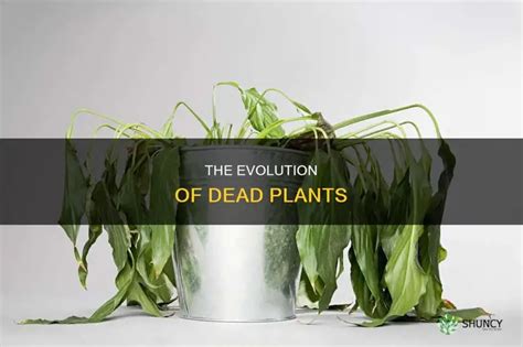Do House Plants Eventually Die