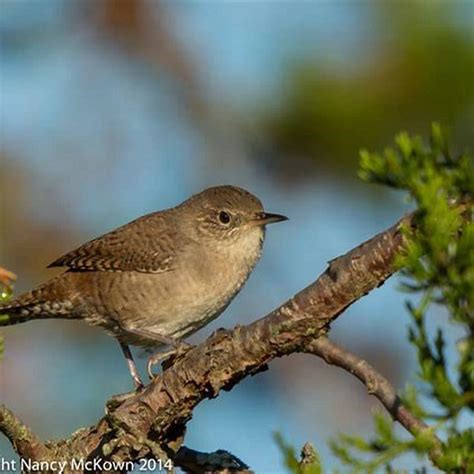 Do House Wrens Migrate