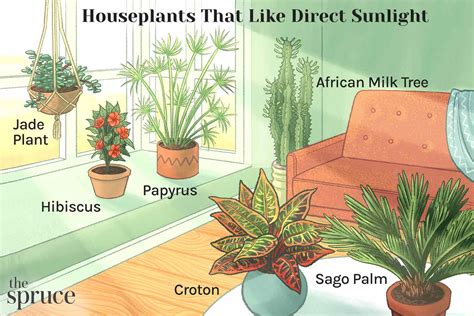 Do Houseplants Need Sunlight