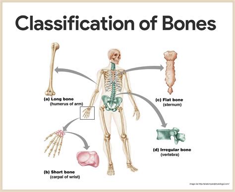 Do Human Bones Have Feeling