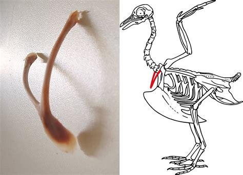 do humans have wishbones