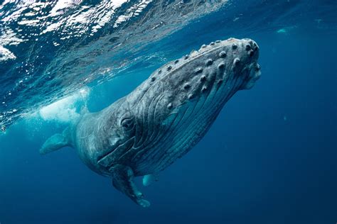 do humpback whales have a hump