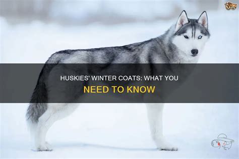 Do Huskies Need Winter Coat
