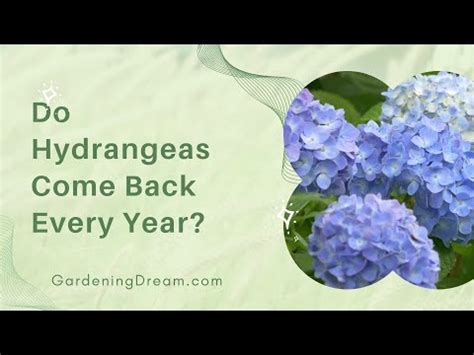 Do Hydrangea Bushes Come Back Every Year