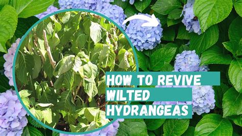 Do Hydrangeas Die Quickly