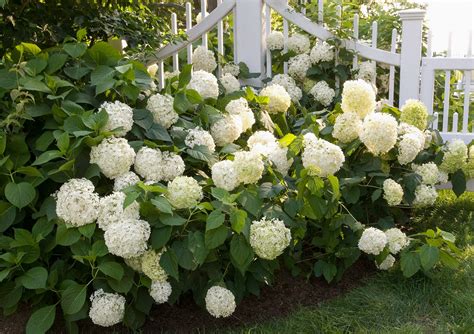 Do Hydrangeas Flower All Year Round