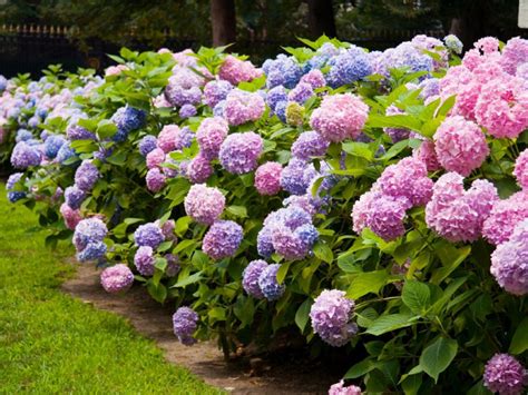 Do Hydrangeas Grow In Australia