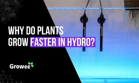 Do Hydroponic Plants Grow Faster