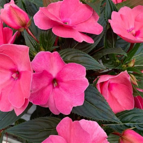 Do Impatiens Like The Sun