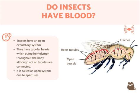 Do Insects Have Blood