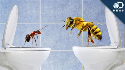 Do Insects Actually Urinate Or Eliminate Waste Differently