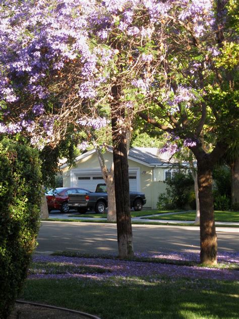 Do Jacaranda Trees Shed
