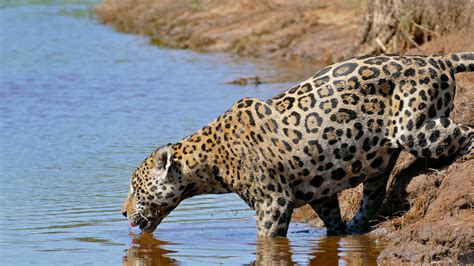 do jaguars live in the united states