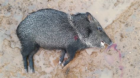 Do Javelinas Taste Good