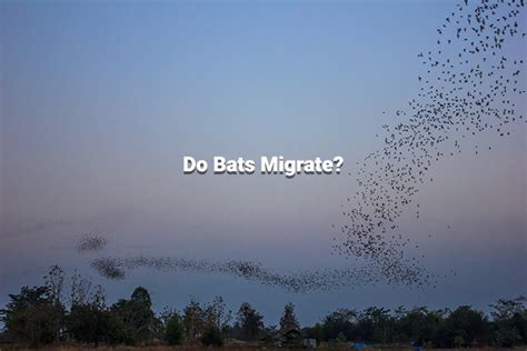 Do Kansas Bats Migrate